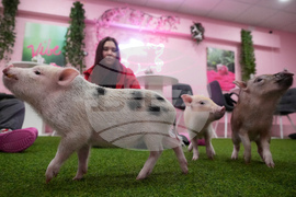 Russia Pig Cafe