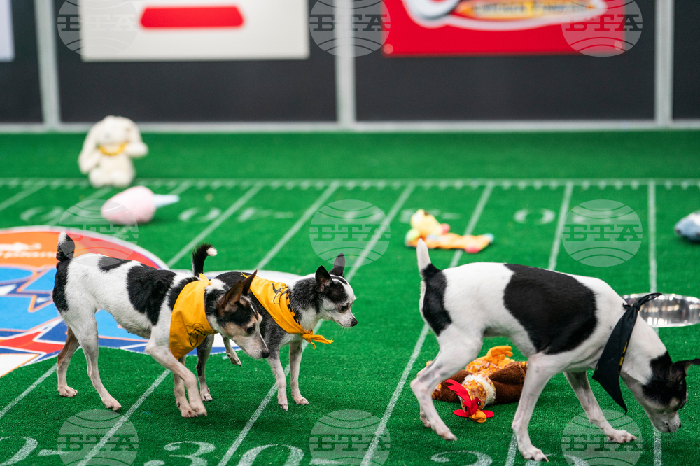TV - Puppy Bowl