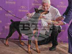 Westminster Dog Show