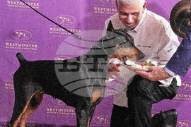 Westminster Dog Show