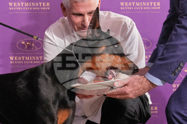 Westminster Dog Show