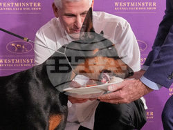 Westminster Dog Show