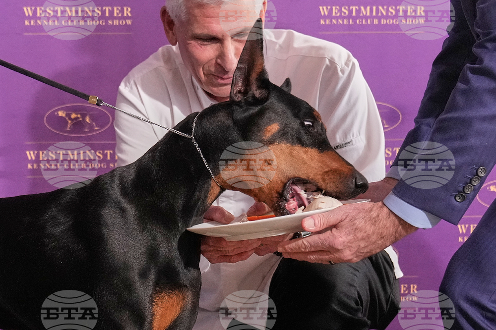Westminster Dog Show