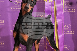 Westminster Dog Show