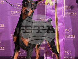 Westminster Dog Show