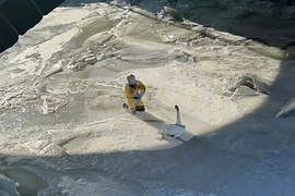 Swan Ice Rescue