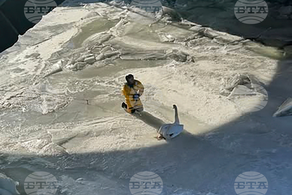 Swan Ice Rescue