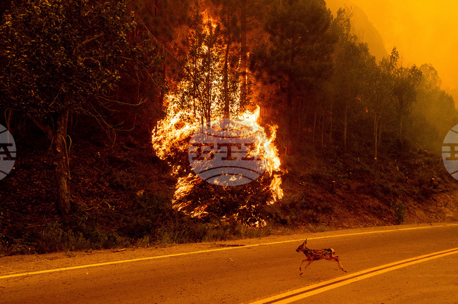 Climate Wildfires Deaths