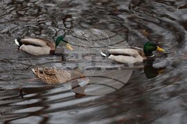 Дъждовно време