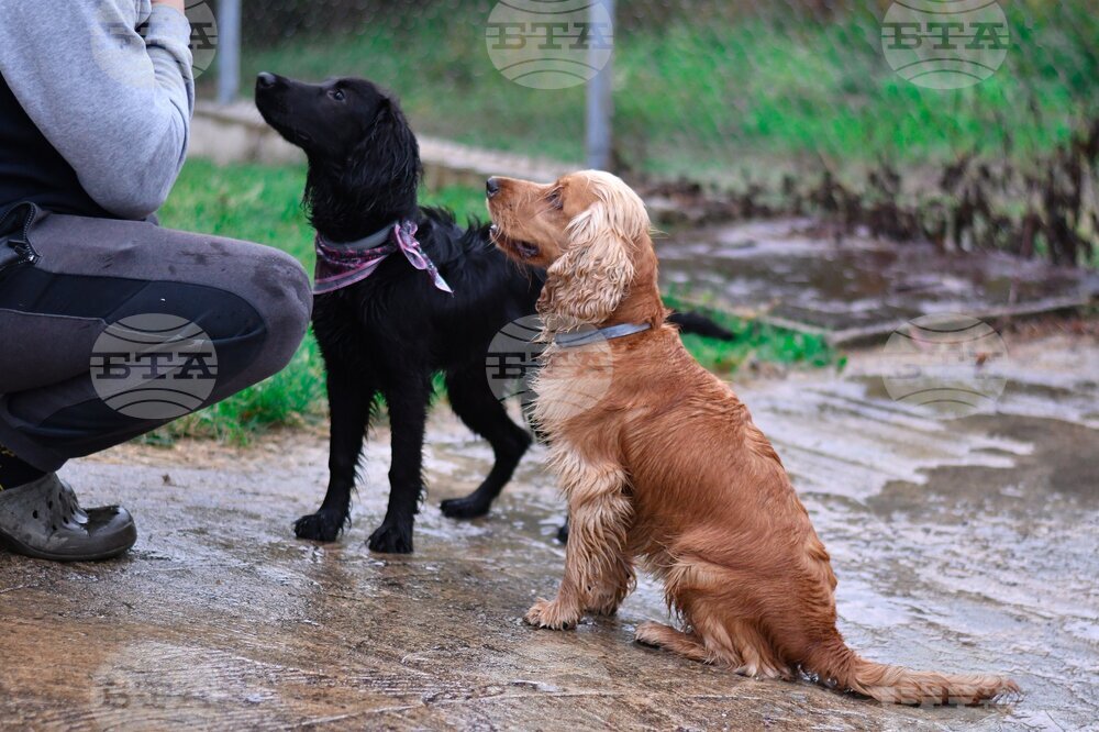 В Монтана такса за домашни любимци са платили 109 души, а в селата на общината – 337
