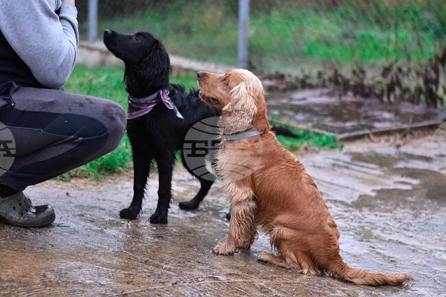 В Монтана такса за домашни любимци са платили 109 души, а в селата на общината – 337