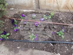 Снимка: Община Добрич