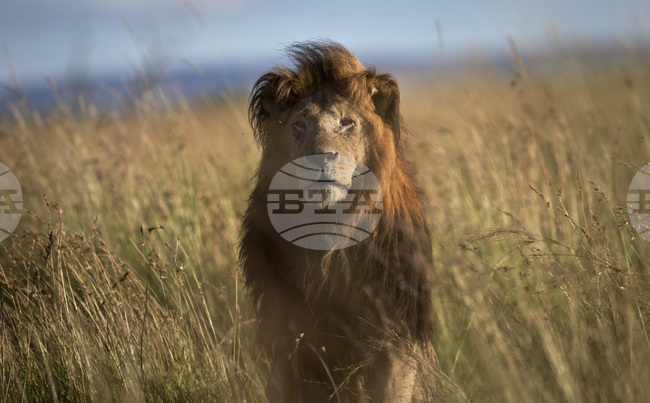 Четири лъвчета от вид, изчезнал в дивата природа, се родиха в чешки зоопарк