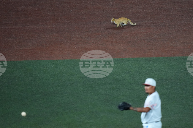 APTOPIX Mexico Dominican Republic Baseball