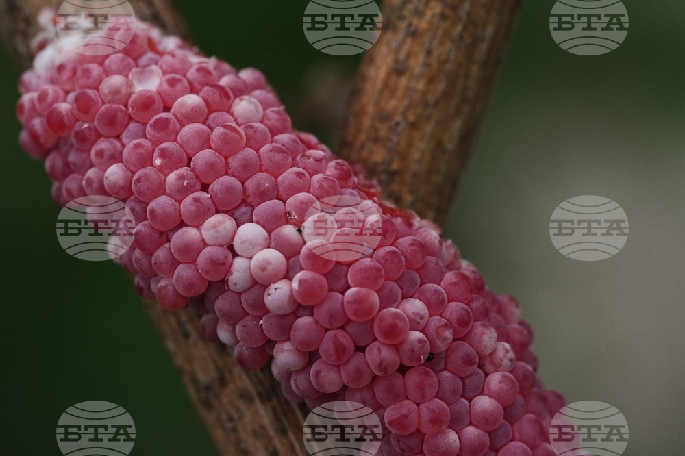 Climate Rice and Crawfish Pests