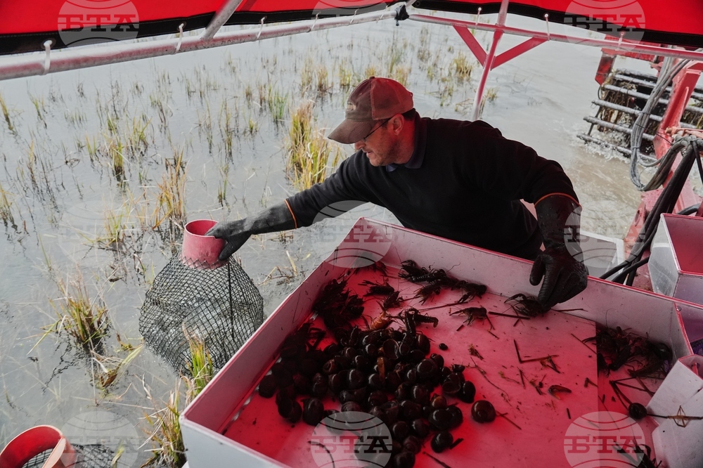 Climate Rice and Crawfish Pests