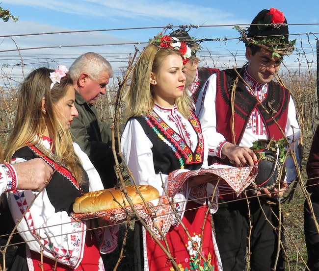 Представяне на вино от сорта Мавруд ще бъде акцент в честването на Трифон Зарезан в Болярово