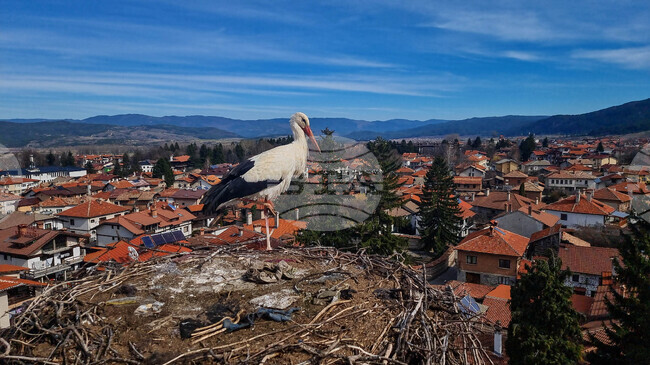 Банско - щъркели - камбанария - храм
