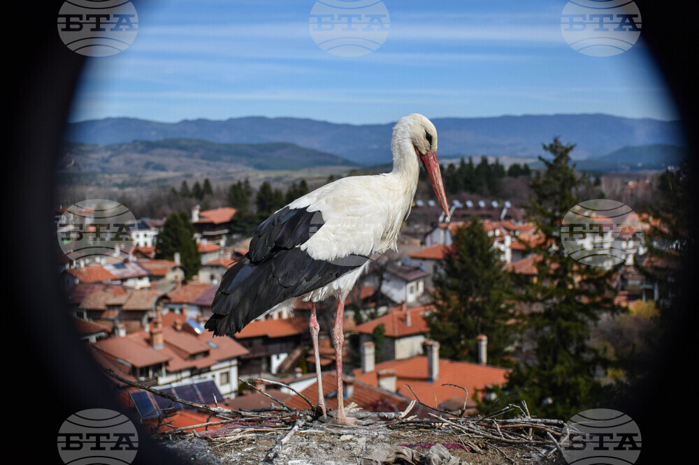 Банско - щъркели - камбанария - храм