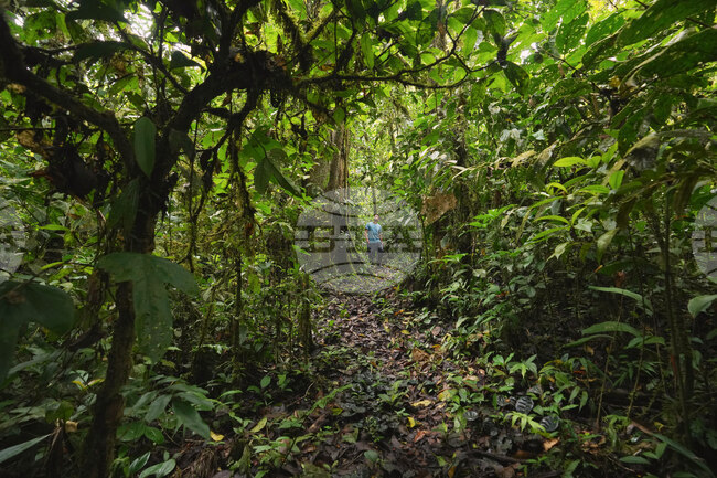 Ecuador Amazon Seeds