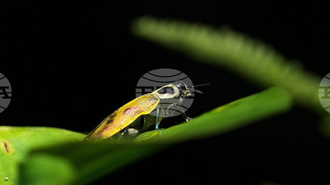 Половината от насекомите в Амазония може да бъдат застрашени от топлинен стрес, сочи проучване