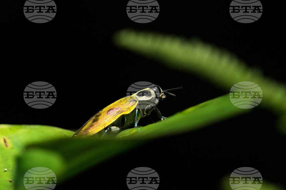 Половината от насекомите в Амазония може да бъдат застрашени от топлинен стрес, сочи проучване