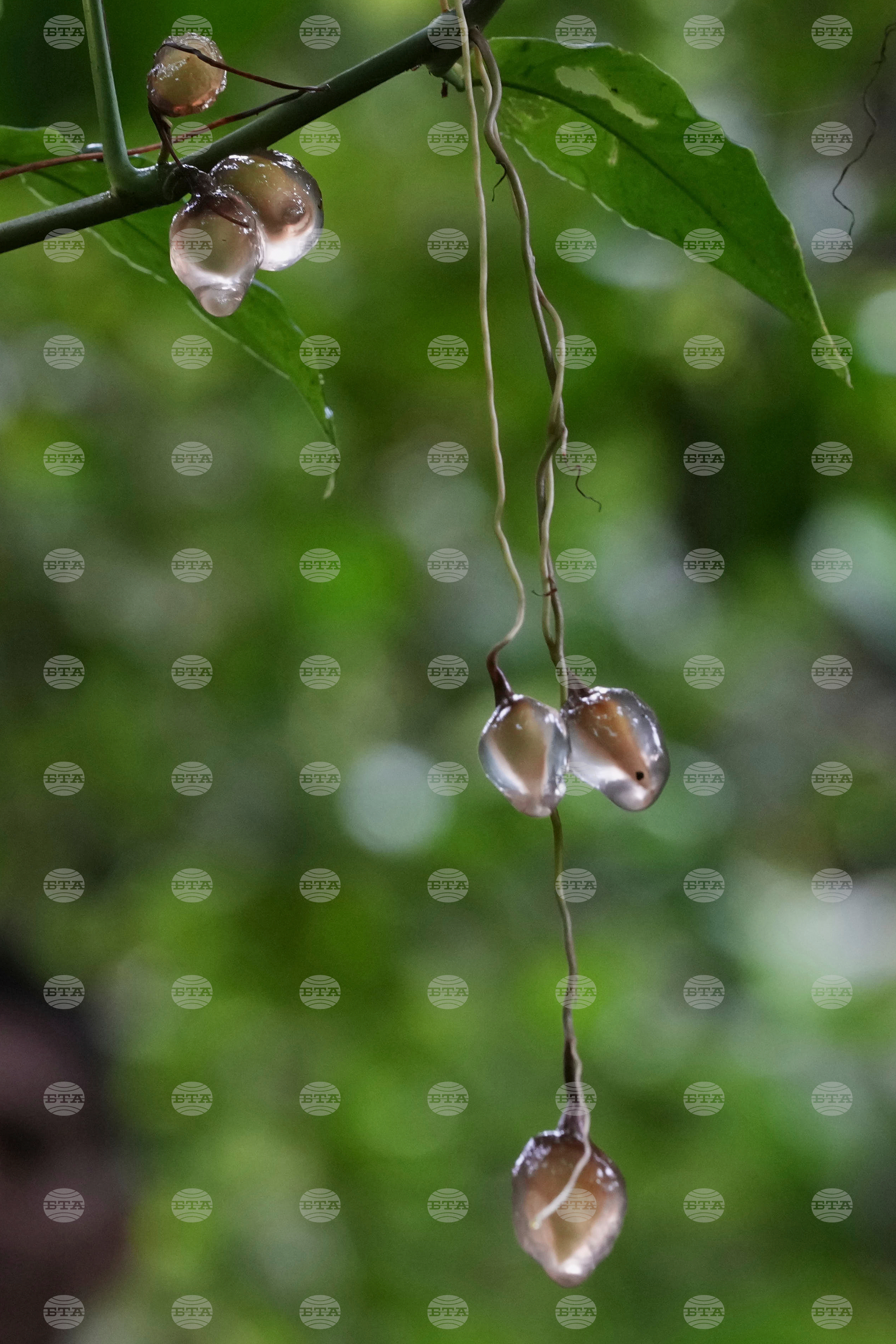 Ecuador Amazon Seeds