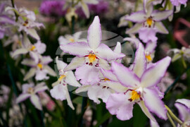 Orchid Show Chicago