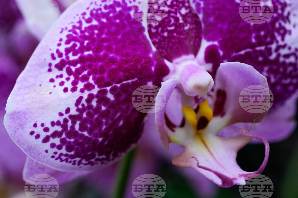 Orchid Show Chicago