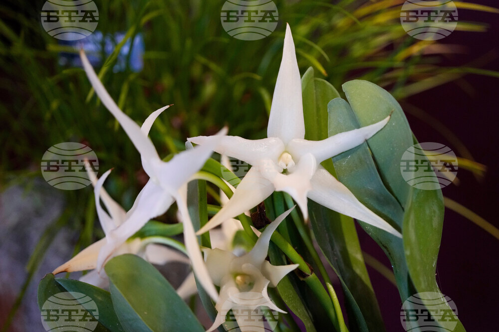 Orchid Show Chicago