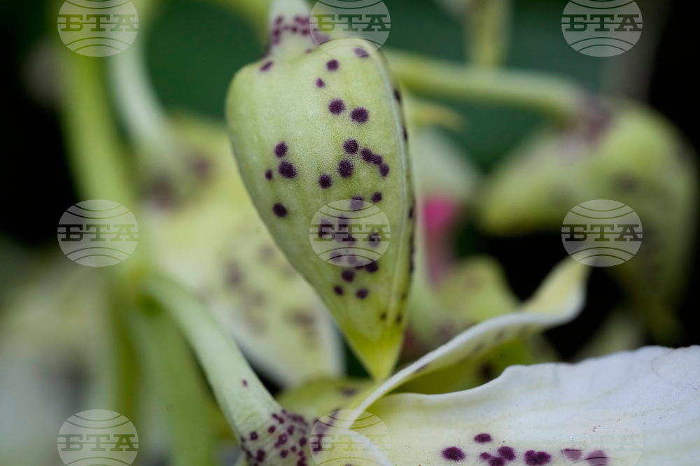 Orchid Show Chicago