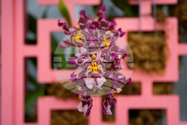 Orchid Show Chicago
