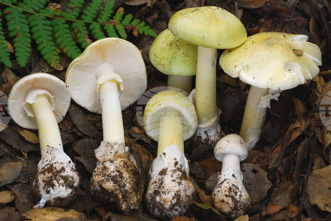 California-Mushroom-Poisoning