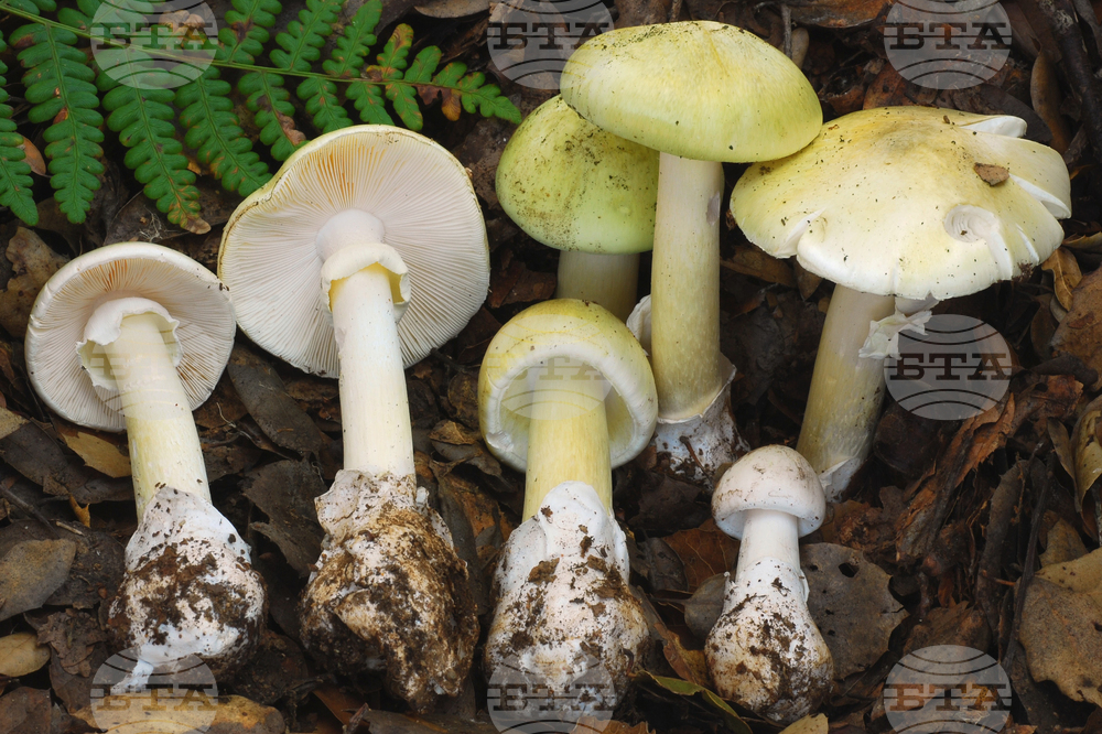 California-Mushroom-Poisoning
