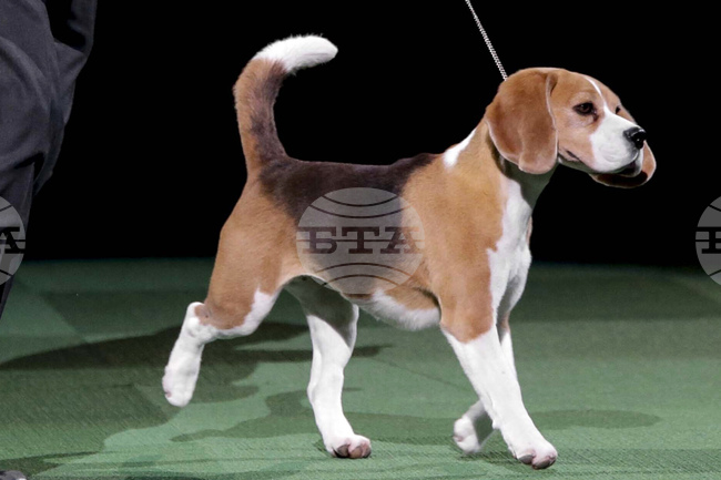 ТПС: Израелските учени използваха кучета, които да подушват рака преди появата на симптомите му