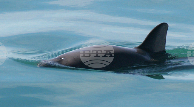 Endangered Porpoises