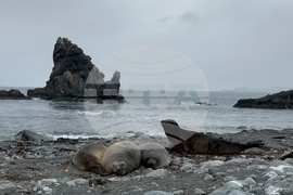 Antarctica-Bulgarian Antarctic Base St. Kliment Ohridski-Research Vessel Sv.Sv Kiril i Metodii
