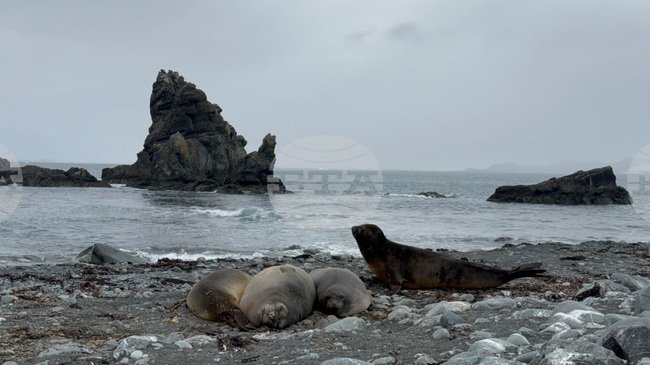 Antarctica-Bulgarian Antarctic Base St. Kliment Ohridski-Research Vessel Sv.Sv Kiril i Metodii