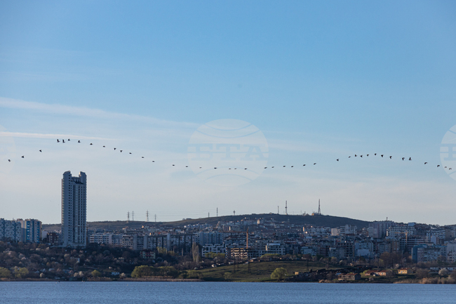 Бургас - Розов пеликан