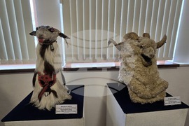 Балчик - кукерски празник