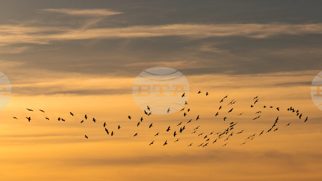 Изкуствени гнезда за птици са поставени в различни части на Атина в подкрепа на градското биоразнообразие