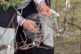 Село Неговановци - Трифон Зарезан - отбелязване