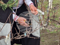 Село Неговановци - Трифон Зарезан - отбелязване