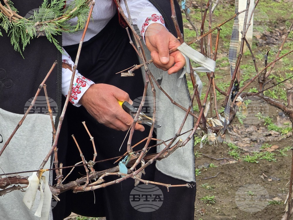 Село Неговановци - Трифон Зарезан - отбелязване