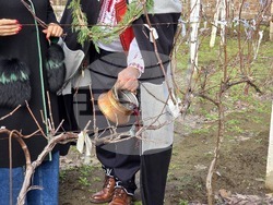 Село Неговановци - Трифон Зарезан - отбелязване