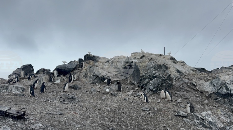 German Scientists Launch Project to Study Antarctic Underwater Currents