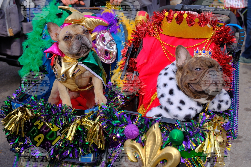 33rd Annual Purina Pet Parade