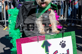 2026 Mardi Gras Parades