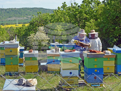Хасково - пчеларство