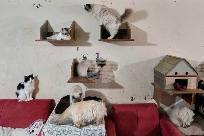 Lebanon Cat Shelter